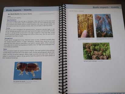Photo of inside pages about Ips Bark Beetle in Tree and Forest Health Guide