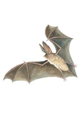 drawing of a bat