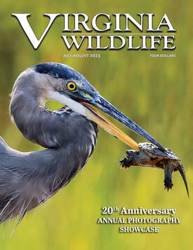 cover of Virginia Wildlife magazine with a bird eating a turtle