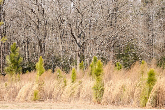 young pine trees with tall grasses growing around them