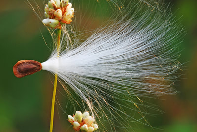 A milkweed seed with white fluff attached caught on the stem of another flower.
