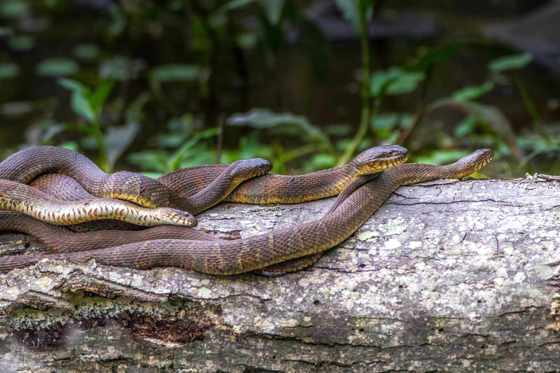 Many Northern watersnakes entwined together on a log