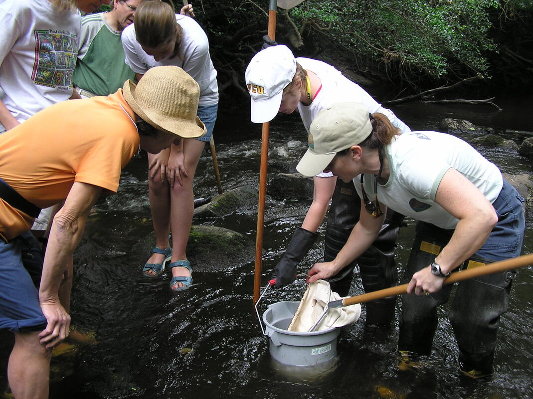 volunteers in a stream with nets