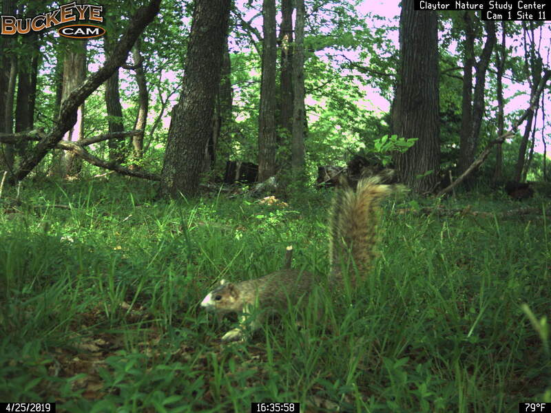 Fox squirrel in low vegetation