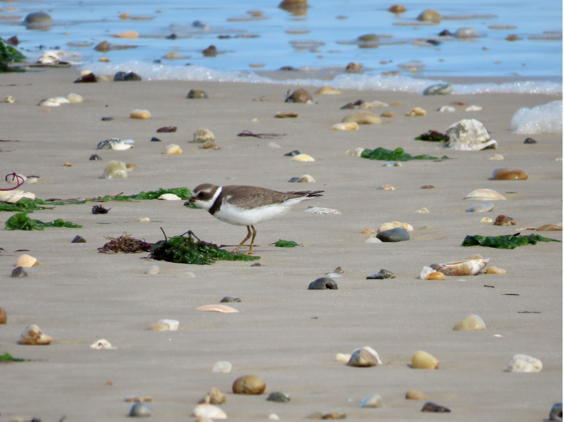 brown and white bird on a sandy beach surrounded by colorful rocks and shells