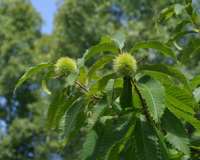 Photo of chestnut branches and burrs