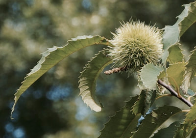 Close-up of chestnut branch with an intact burr
