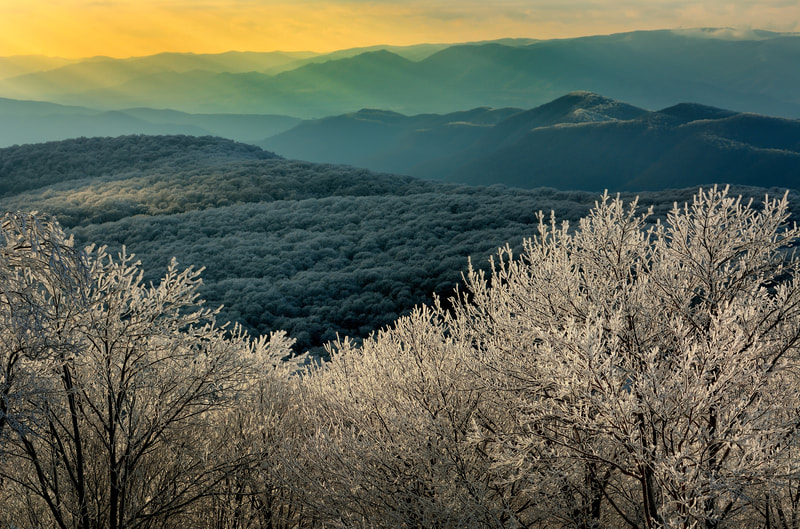 Treetops covered in white ice in foreground and waves of blue mountains in the background, with sunbeams coming in