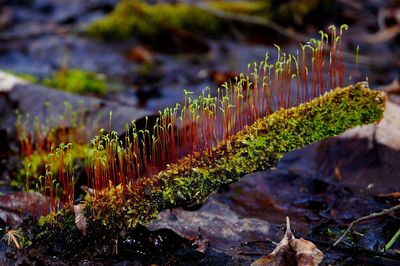 Moss with many fruiting bodies growing on a branch.