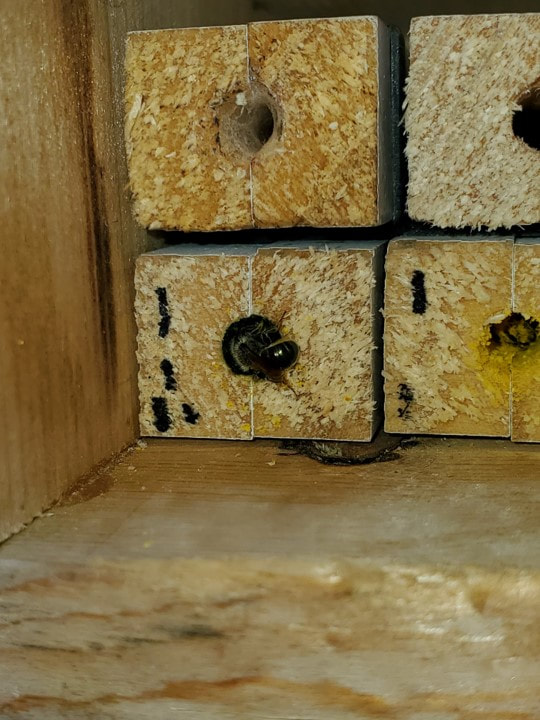 close up of bee in bee hotel