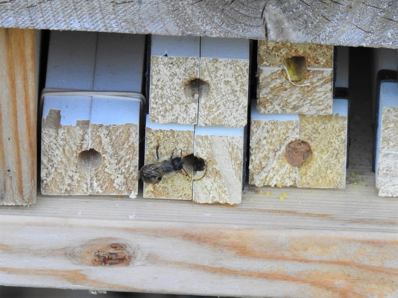 close up of bee in bee hotel