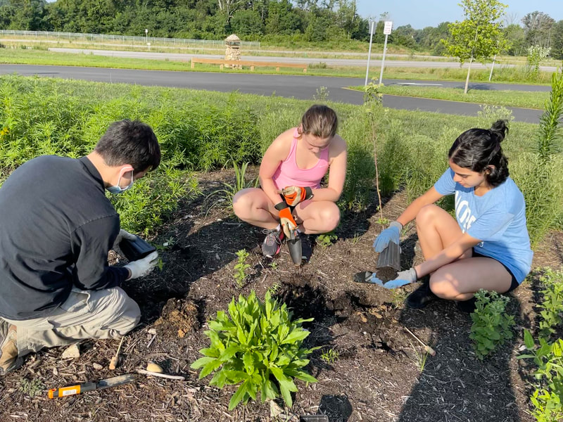 three people planting plants