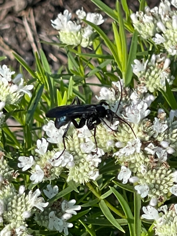 insect on flowers