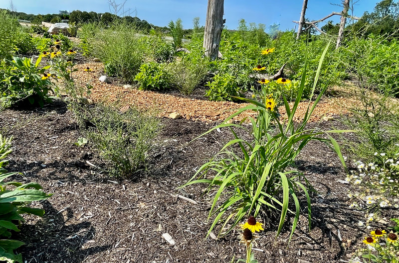newly planted plants in a pollinator garden