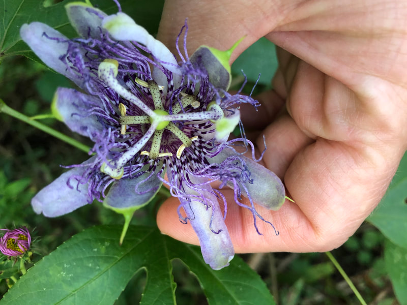hand holding a purple passionflower