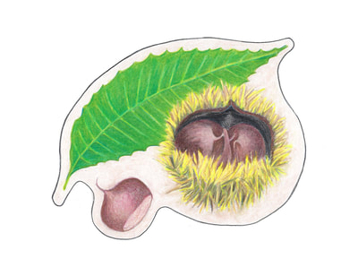 Chestnut leaf, burr, and nut