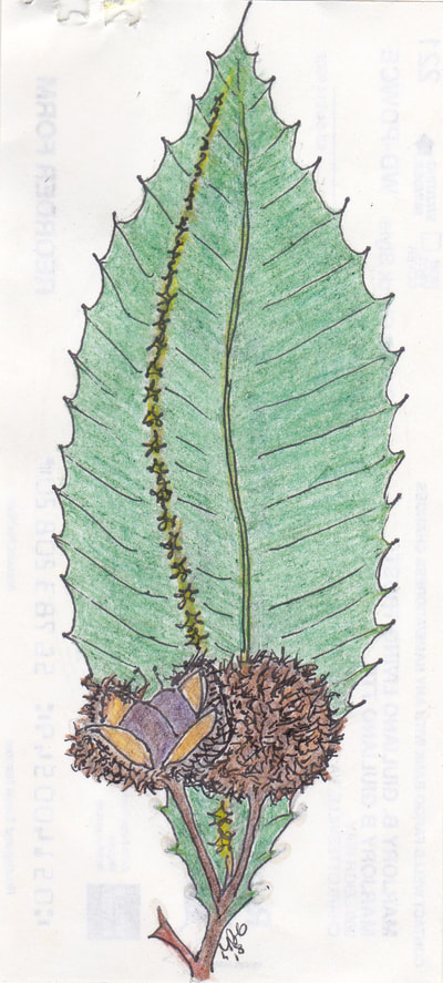 Chestnut leaf with flower and burr