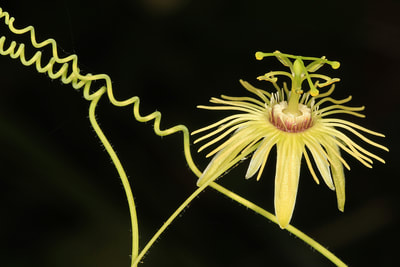 Yellow passion flower with spiraling stem on black background.