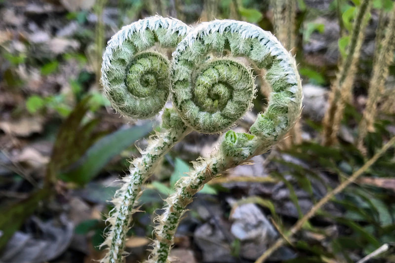 A pair of coiled, green fern fiddleheads