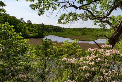 Stream surrounded by marsh in background with flowering shrub in foreground.