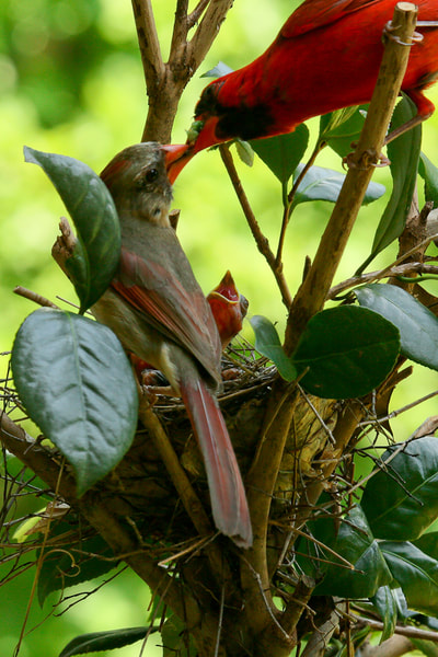 Female cardinal bird feeding cardinal check with open mouth in a nest with leaves around.