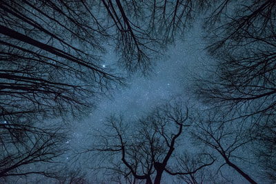 View of starry night sky with leafless tree tops in view.