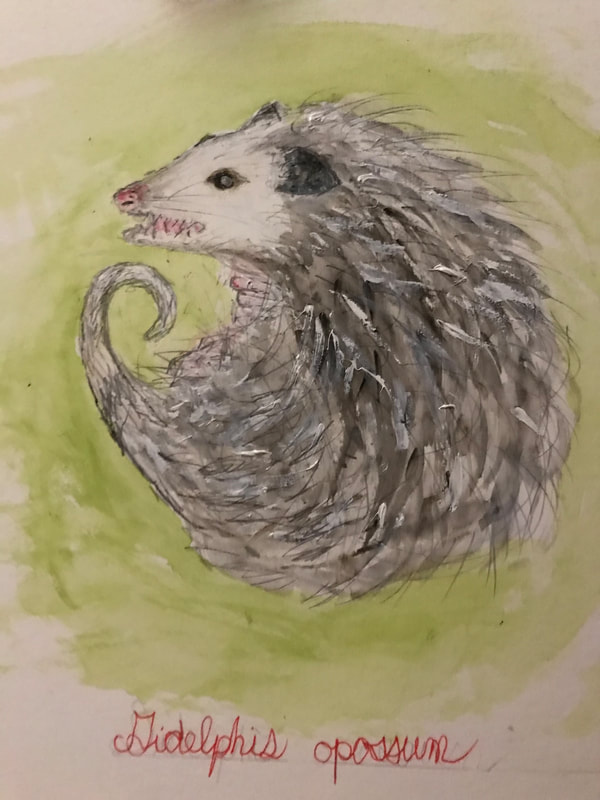opossum drawing
