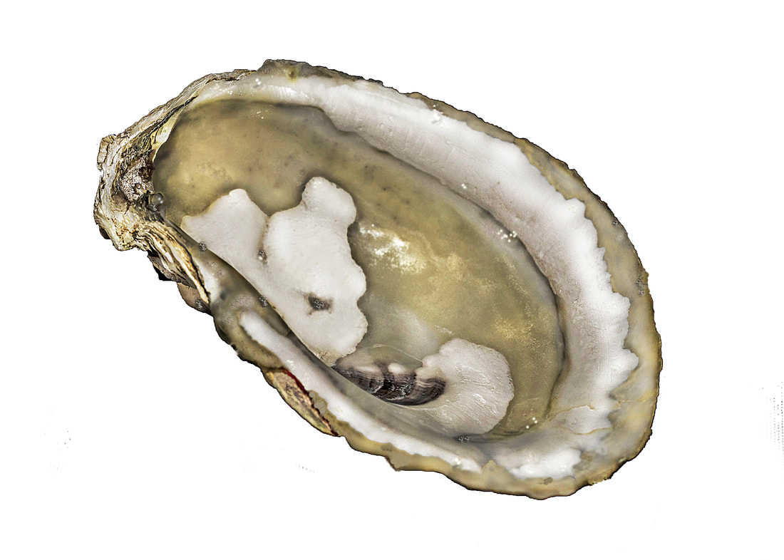 photograph of an oyster shell