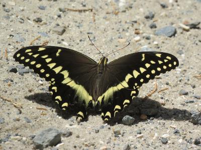 black and yellow butterfly perched on sandy ground