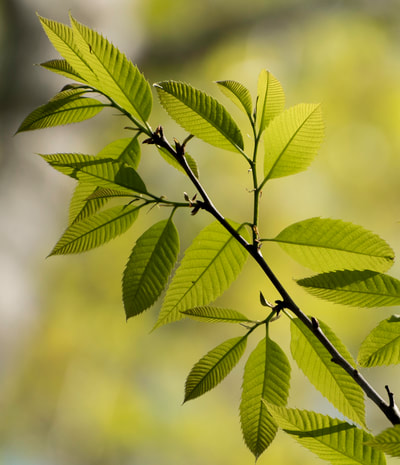 Chestnut branch with green leaves