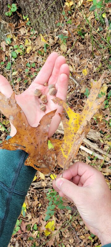 photo of hands holding leaves and acorns