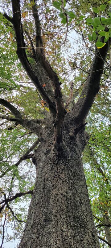 photo of tall oak tree
