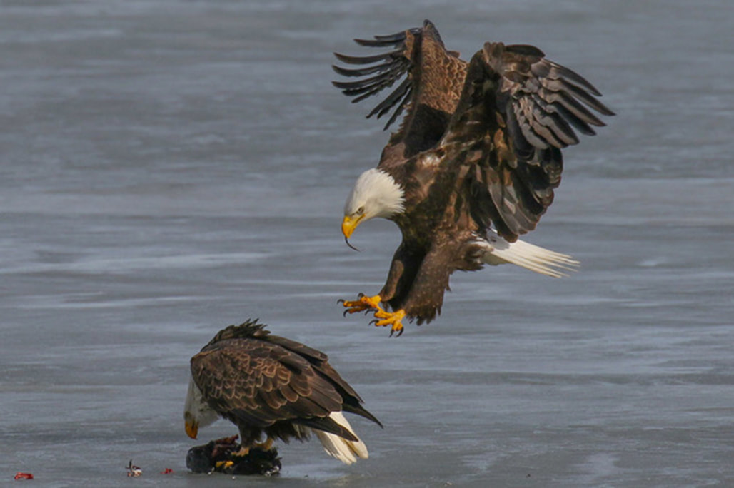 Bald eagle on icy water with second eagle about to land