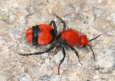 red and black insect