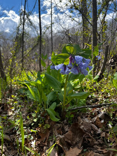 bluebells growing in a wooded area