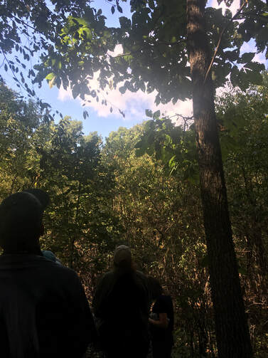 two people peer up at a forest canopy with the sun shining through
