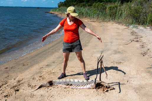 person posed on a beach with a large dead sturgeon fish