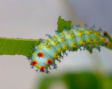close up of green caterpillar with yellow and red bumps