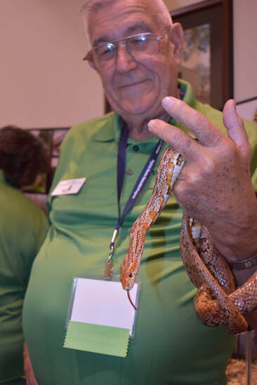 corn snake held by a person