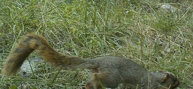 photo of a southeastern fox squirrel in the grass
