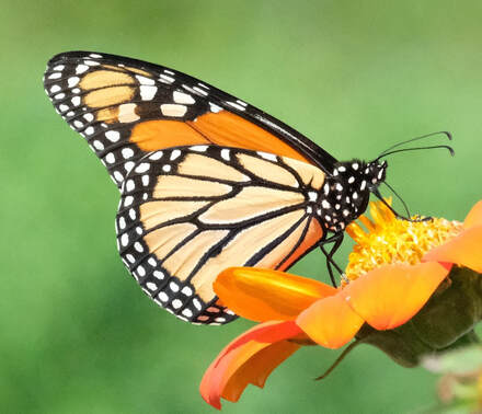 monarch butterfly feeding on a flower