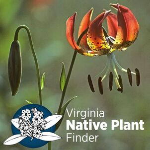 orange lily with text Virginia Native Plant Finder