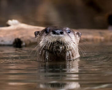 photo of river otter poking its head out of the water