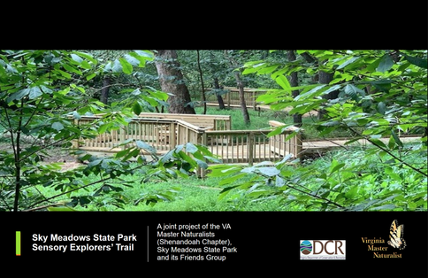 photo of trail in forest with wooden boardwalks