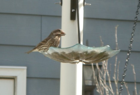 purple finch bird perched on a bird feeder