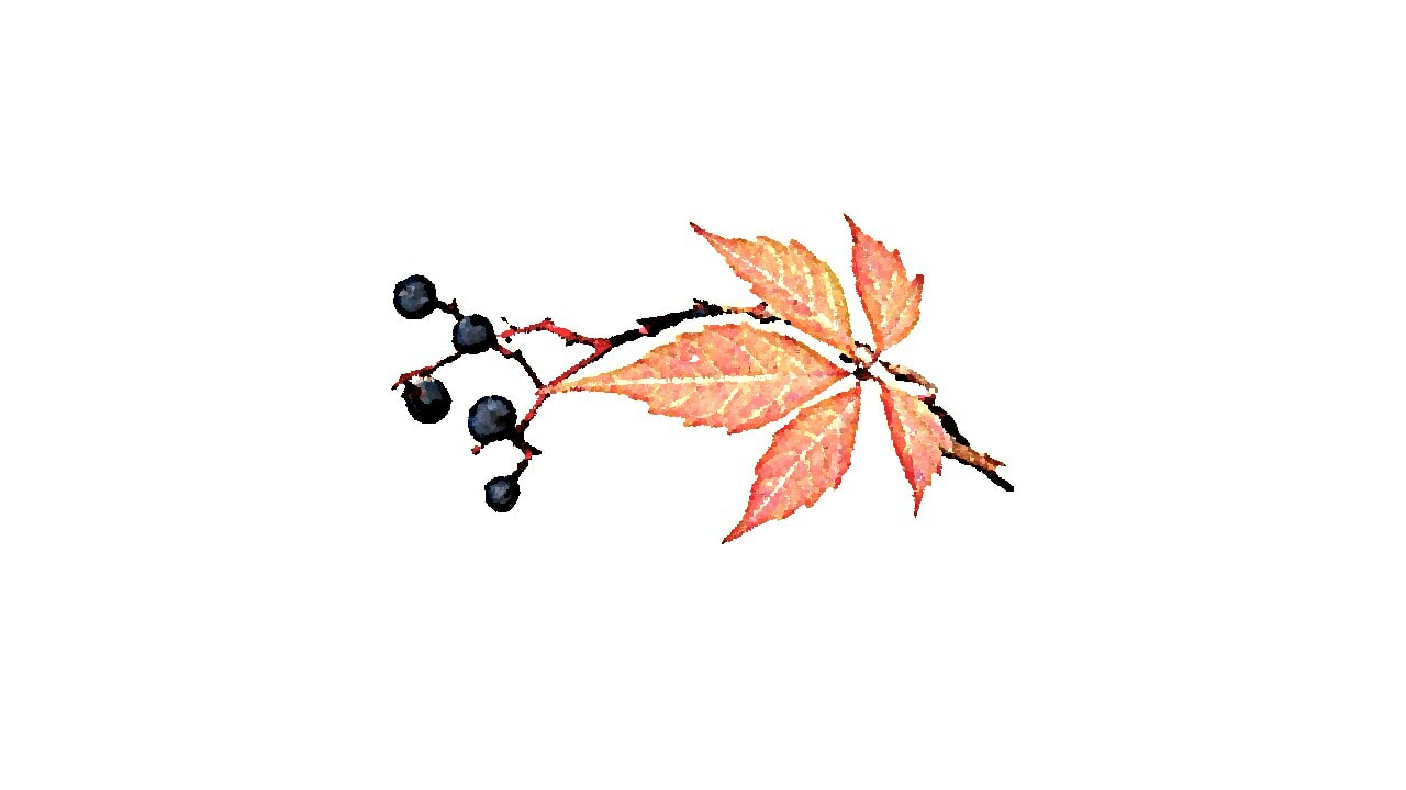 Virginia-creeper in fall red color with dark berries