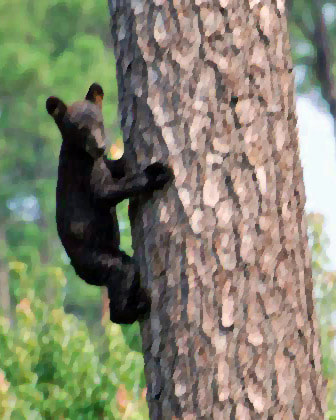 black bear cub climbing a tree