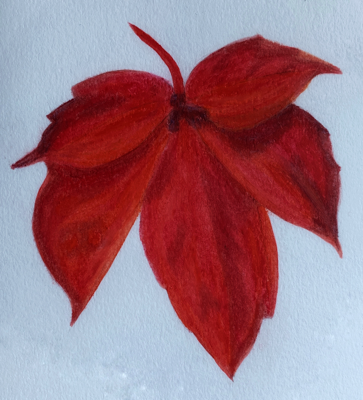 Virginia-creeper leaf in brilliant red fall color.