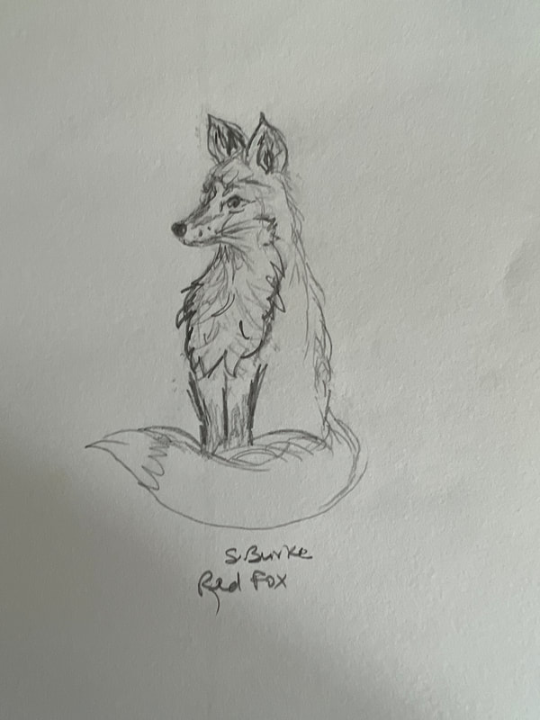 Drawing of red fox, seated