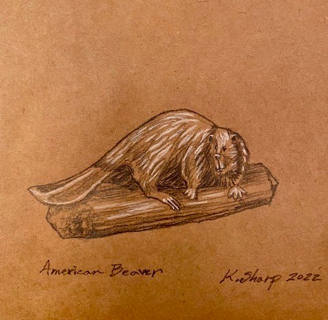 beaver on a log (drawing)
